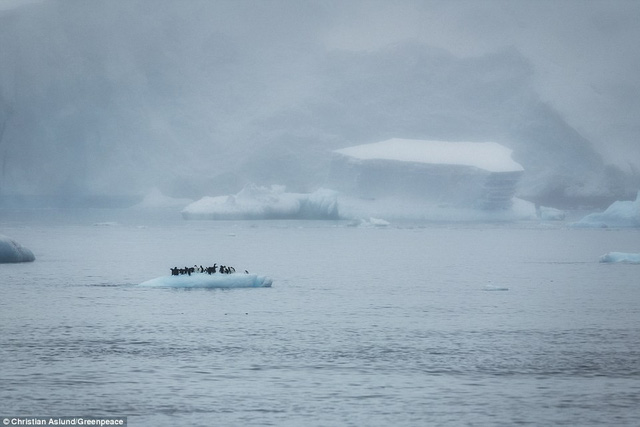 Những chú chim cánh cụt đứng trên một tảng băng nổi ở bán đảo Trinity, Châu Nam Cực.